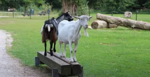 De 11 leukste dagjes uit met peuters en kleuters in Limburg Een kinderboerderij is altijd een feestje voor peuters en kleuters. Allemaal schattige dieren en vaak is er ook een speeltuin bij. Foto: DagjeWeg.NL / Coby Boschma
