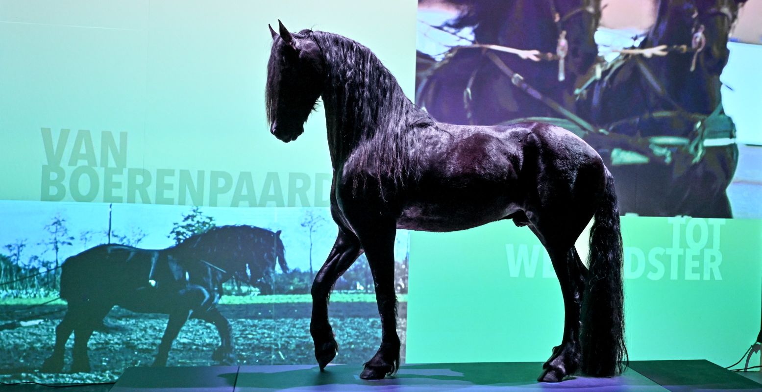 Het Friese paard Keje fan 'e Kielewier heeft een grote rol in de nieuwe paardententoonstelling. Foto: Fries Landbouwmuseum Het Friese paard Keje fan 'e Kielewier heeft een grote rol in de nieuwe paardententoonstelling. Foto: Fries Landbouwmuseum