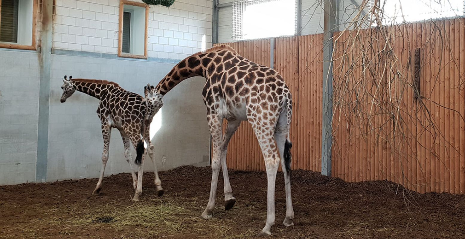 Een vrouwtjesgiraffe van WILDLANDS verwelkomt de jonge (en nu nog veel kleinere) giraffehengst. Foto: WILDLANDS