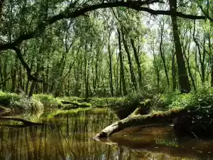 Rondvaartbedrijf Zeemeeuw Ontdek hoe mooi de Biesbosch is met een rondvaart. Foto: Rondvaartbedrijf Zilvermeeuw