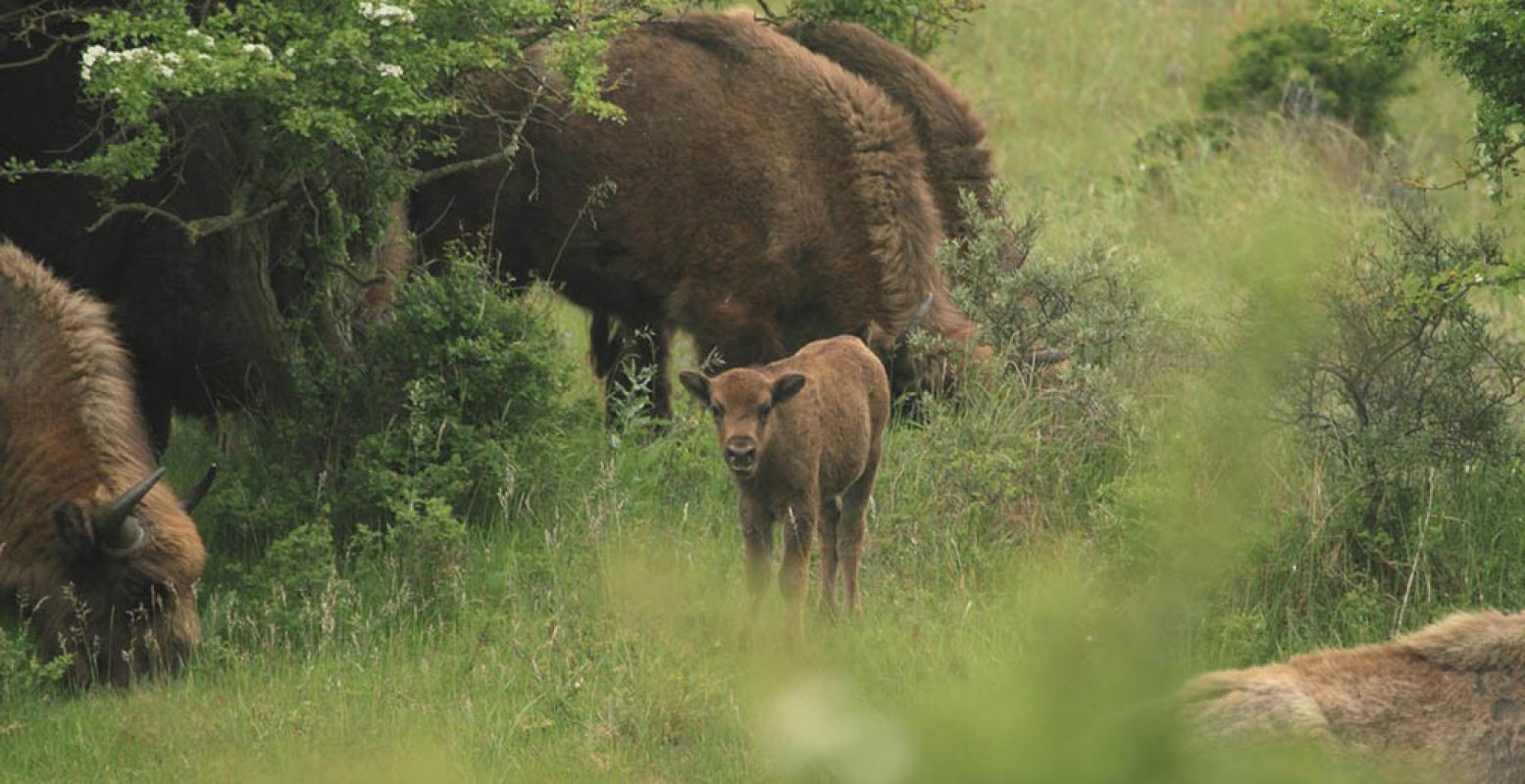 Op de Veluwe loopt ook een kalf rond. Misschien zie je 'm wel tijdens de excursie. Foto: © Leo Linnartz.