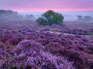 Nationaal Park De Sallandse Heuvelrug