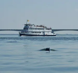Zeehonden safari vanuit Zierikzee