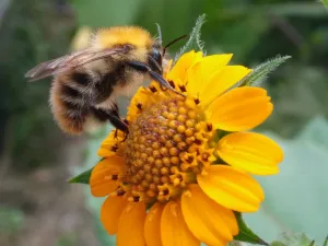 foto: j groothart- hommel foto: j groothart- hommel