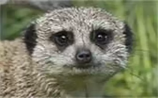 Foto: Uilen- en dierenpark De Paay.