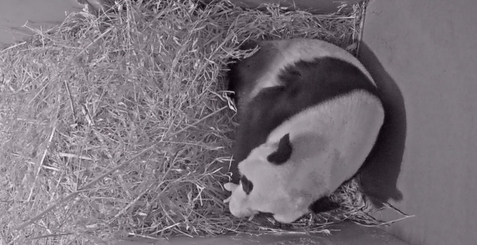 Webcambeeld van Wu Wen en haar jong knus in het kraamhol. Wat is het jong nog klein! Foto: Ouwehands Dierenpark