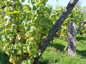 De volwassen aanplant met de Sauvignon druif. Foto: DagjeWeg.NL