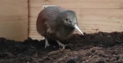 Primeur: er is een kiwi geboren in Nederland!