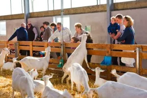 Geitenboerderij Mèkkerstee Op bezoek. Foto: De Mèkkerstee