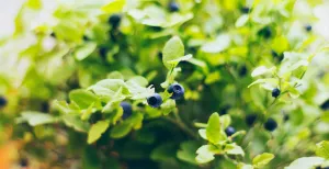 Fruitig dagje uit Handen vol blauwe bessen. Foto:  Pexels.com 