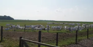 Kriebels voor het platteland: 5x eropuit Dagje tussen de geiten op de Mèkkerstee. Foto: DagjeWeg.NL