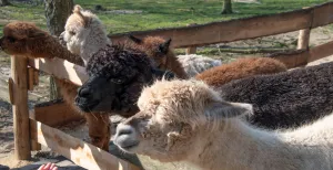 Dol op dieren? Check deze dagjes uit Cute! Alpaca's ontmoeten, knuffelen en aaien. Foto: Dierenpark Hoenderdaell