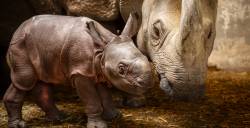 Indische neushoorn geboren