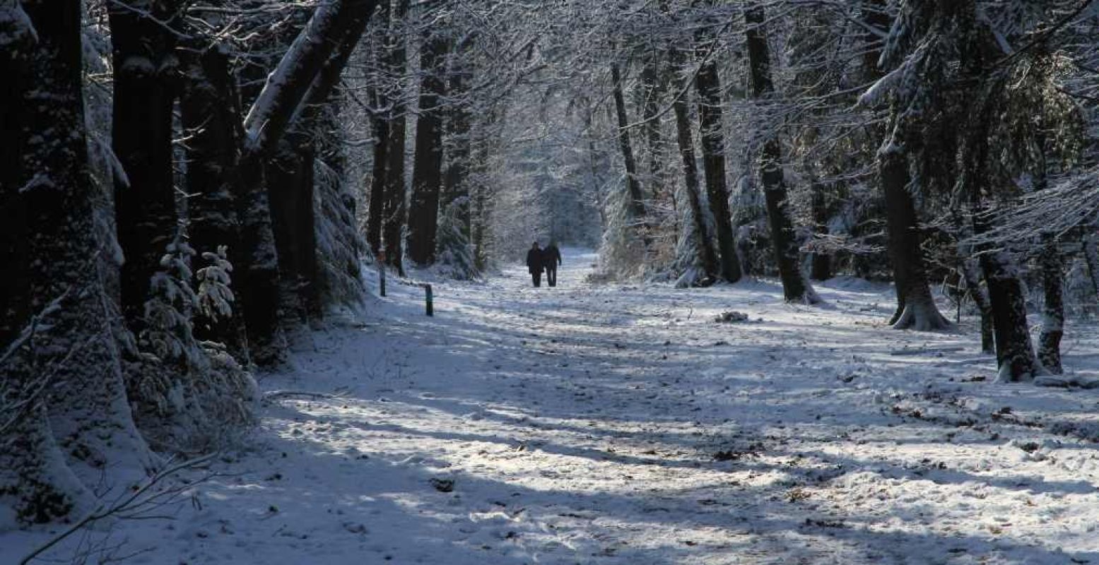 Een romantische wandeltocht door de natuur. Foto: Staatsbosbeheer