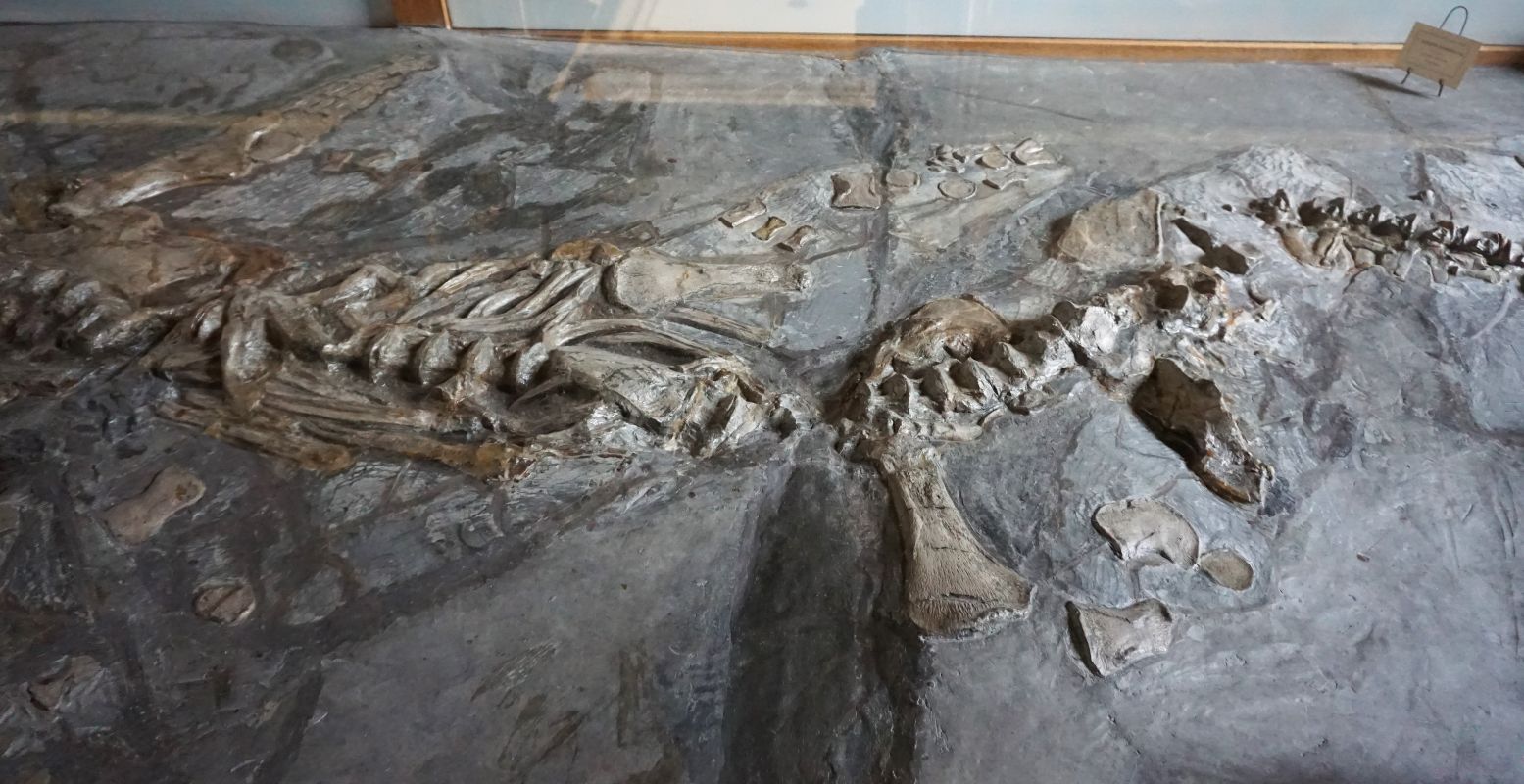 Een heel bijzonder skelet steekt net uit de grote grijze steen in de Eerste Fossielenzaal. Foto: DagjeWeg.NL © Tonny van Oosten