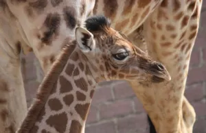 Eerste girafje van het jaar geboren