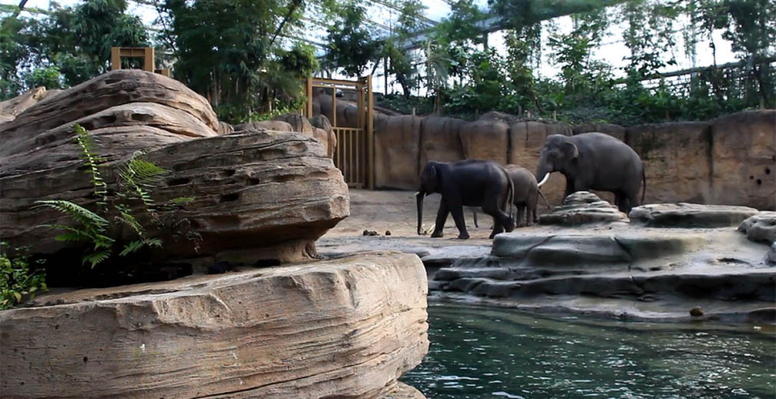 Olifanten in WILDLANDS. Welk dierenpark in het Noorden is jouw favoriet? Foto: DagjeWeg.NL.