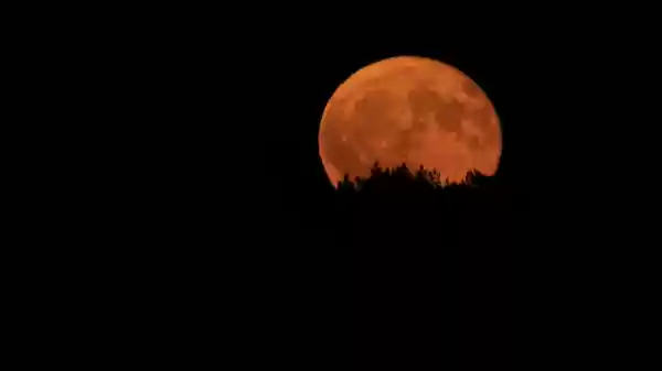 vollemaan | Foto ge&uuml;pload door gebruiker Staatsbosbeheer.