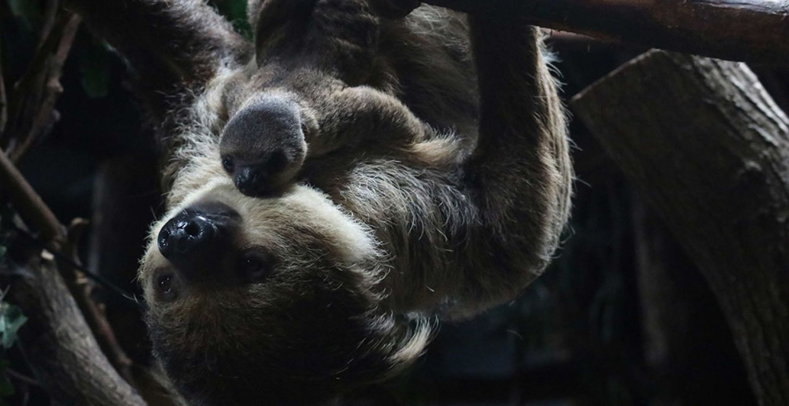 Een bijzondere ontmoeting in DierenPark Amersfoort: moeder luiaard met haar jong. Foto: DierenPark Amersfoort