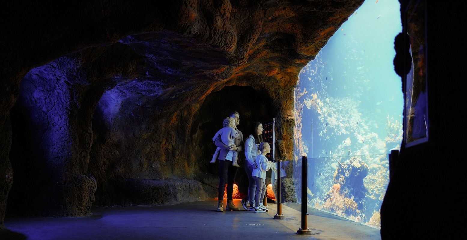 Pret in de dierentuin tijdens de winter! Zo is er in Burgers' Zoo een speciale wandeling voor kleuters door onderwaterwereld de Ocean. Foto: Koninklijke Burgers Zoo © Melvin Winkeler