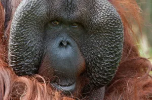 Stokoude orang-oetan Karl overleden