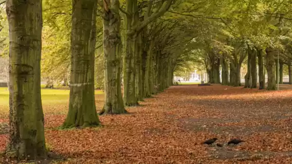 Laan in Haagse Bos | Foto ge&uuml;pload door gebruiker Staatsbosbeheer.