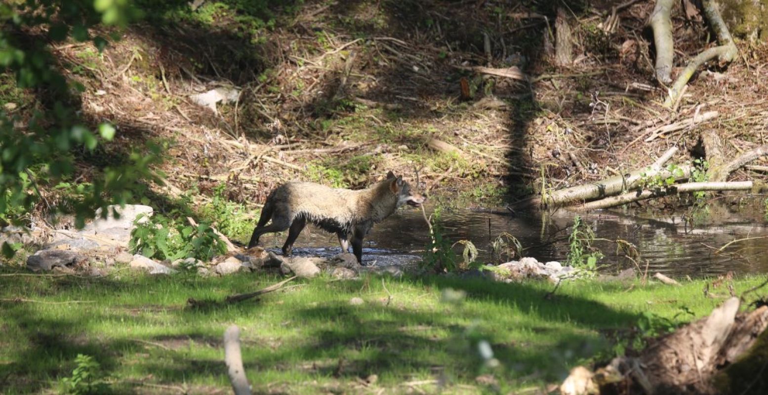 Ook kom je er verschillende soorten wolven tegen. Foto: Pairi Daiza