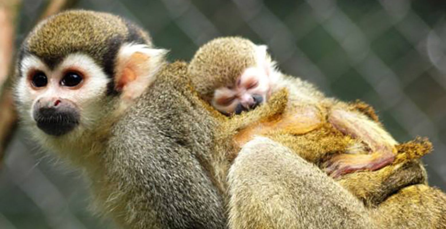 Kom aapjes kijken in BestZOO! Foto: BestZOO