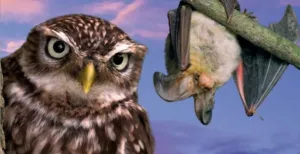 Nachtbraken tussen de vogels bij Avifauna Kom ook nachtbraken tussen de vogels! Foto: Avifauna