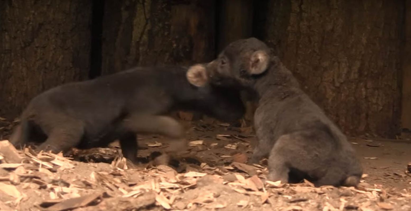 De tweeling heeft nog wat moeite met lopen. Foto: DierenPark Amersfoort.