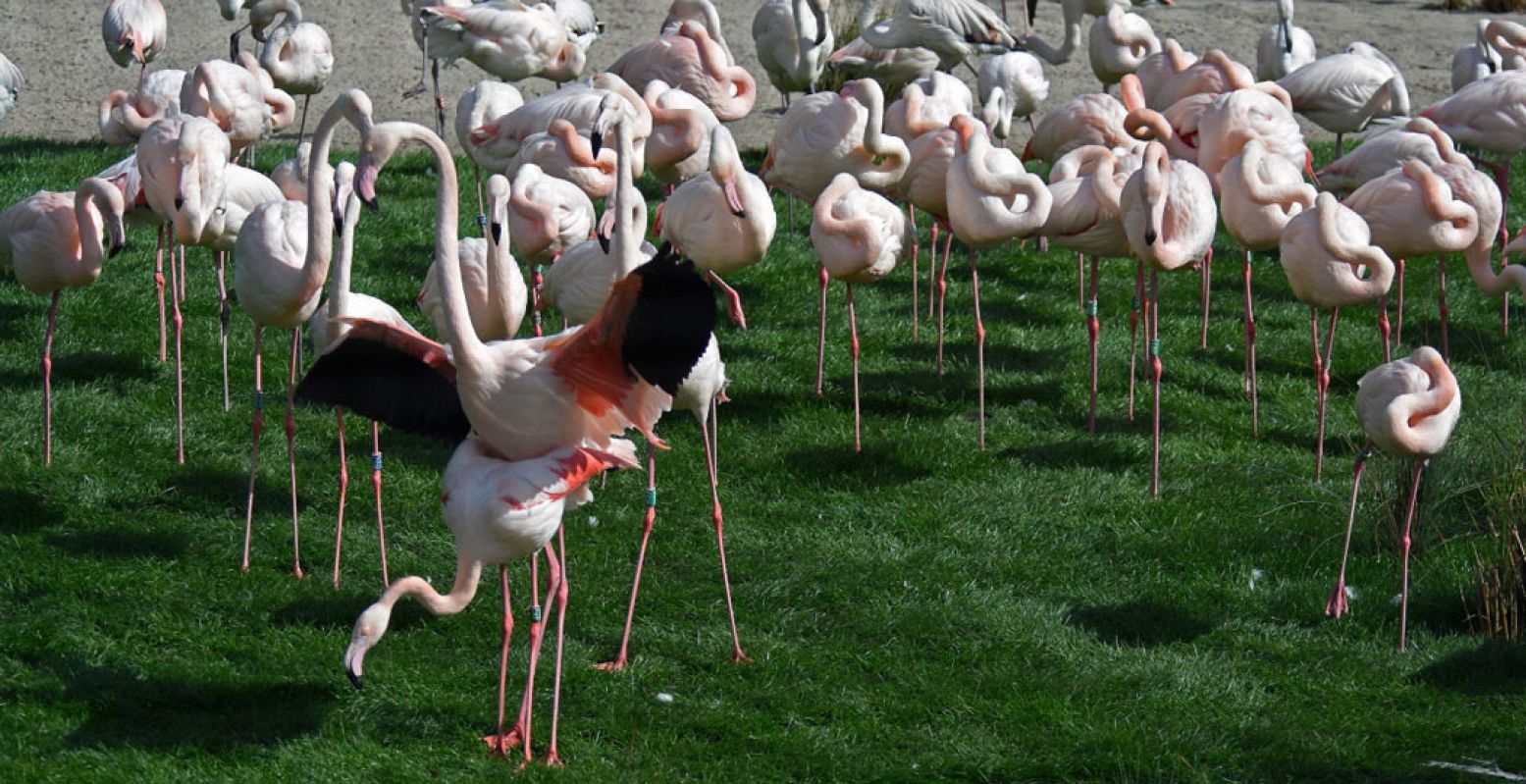 De flamingo's in Diergaarde Blijdorp hebben het gezellig in hun nieuwe diervriendelijke verblijf. Foto: Diergaarde Blijdorp