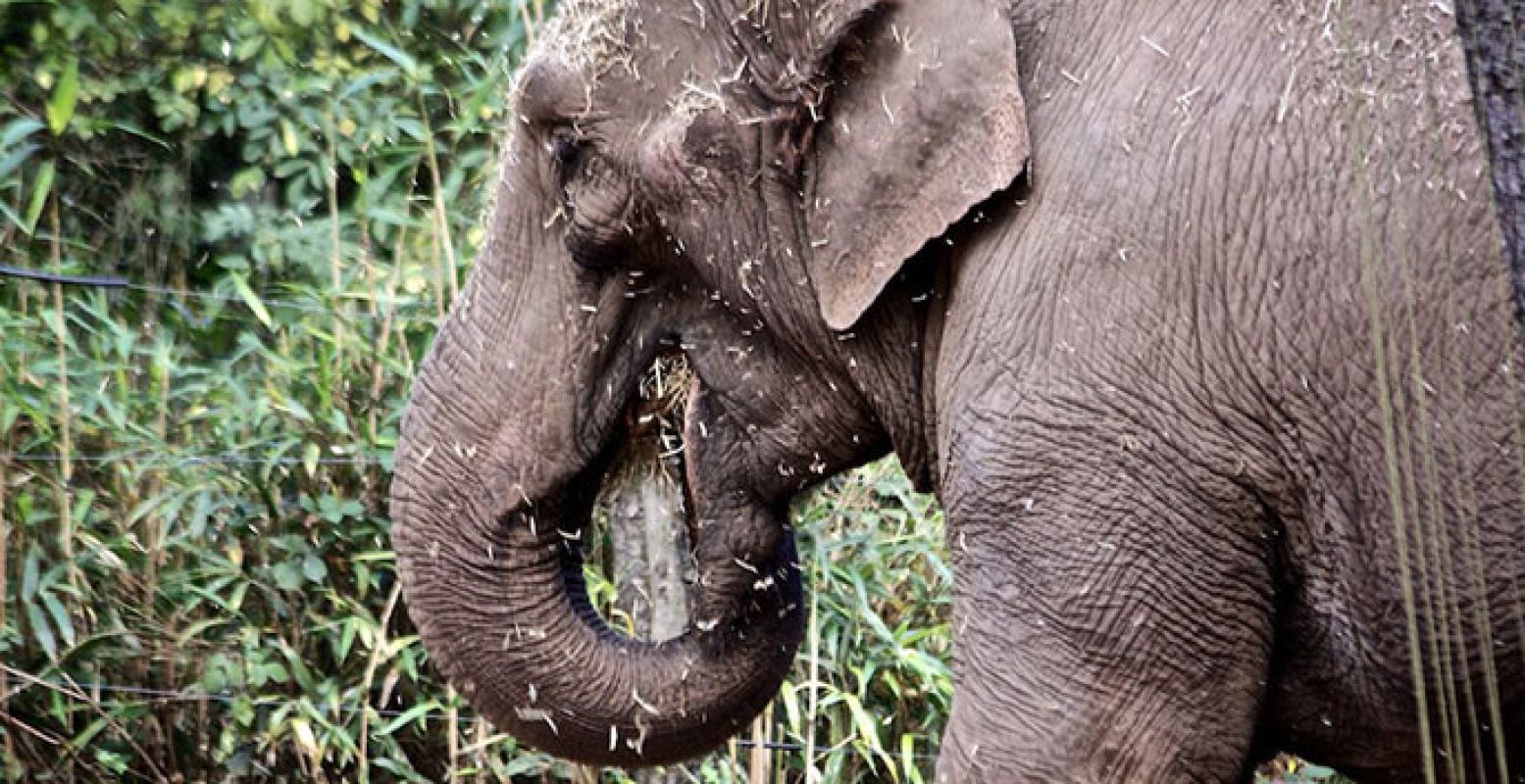 Olifant Burgers' Zoo. Foto:  Ton Nolles. 