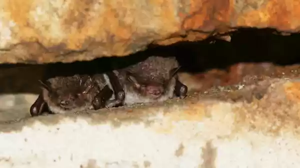 Twee watervlermuizen aan de wand | Foto ge&uuml;pload door gebruiker Staatsbosbeheer.