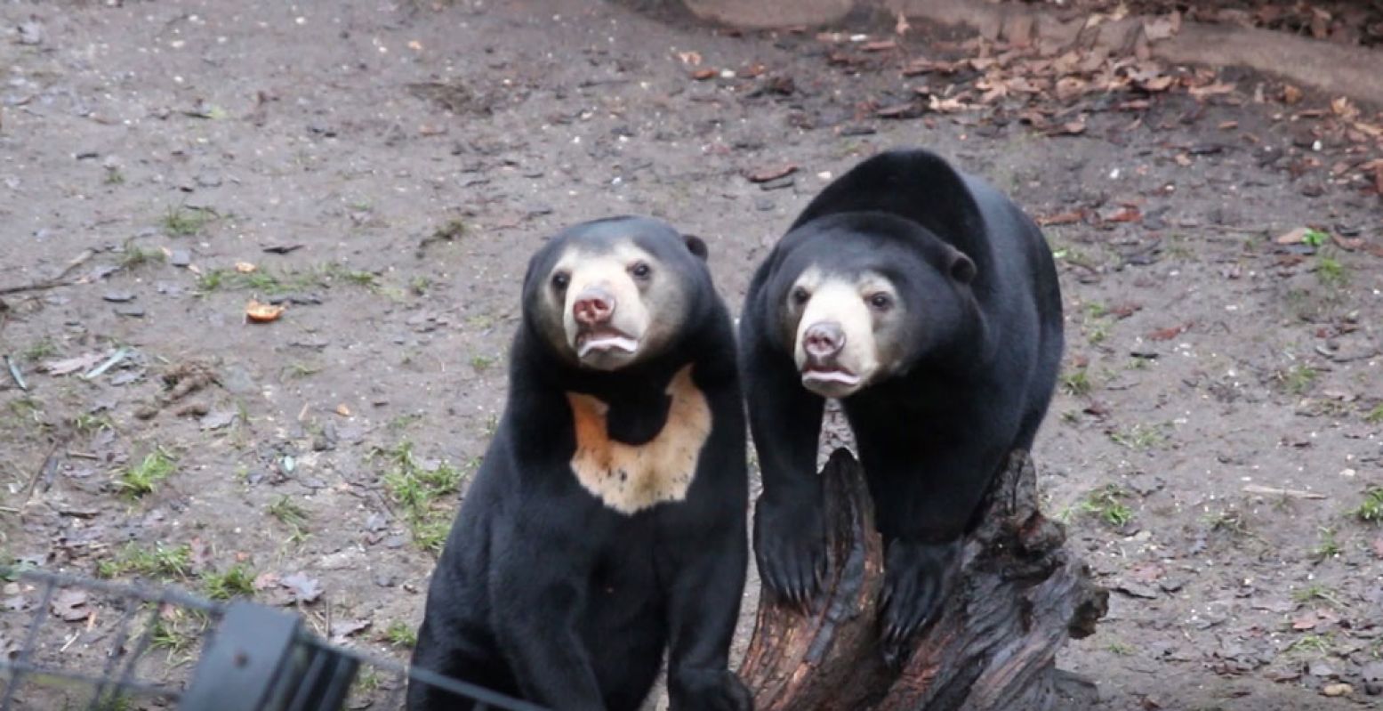 De Maleise Beren kijken nieuwsgierig naar een voorbijganger. Foto: DagjeWeg.NL