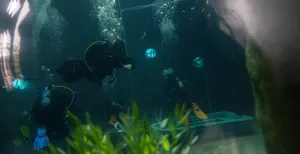 Nederland watersportland: duik en surf op deze prachtlocaties Waar waag jij straks een duik? Foto: DiveWorld Enschede ©