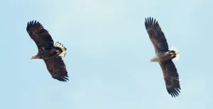 Liefdesdrama en -geluk in Biesbosch