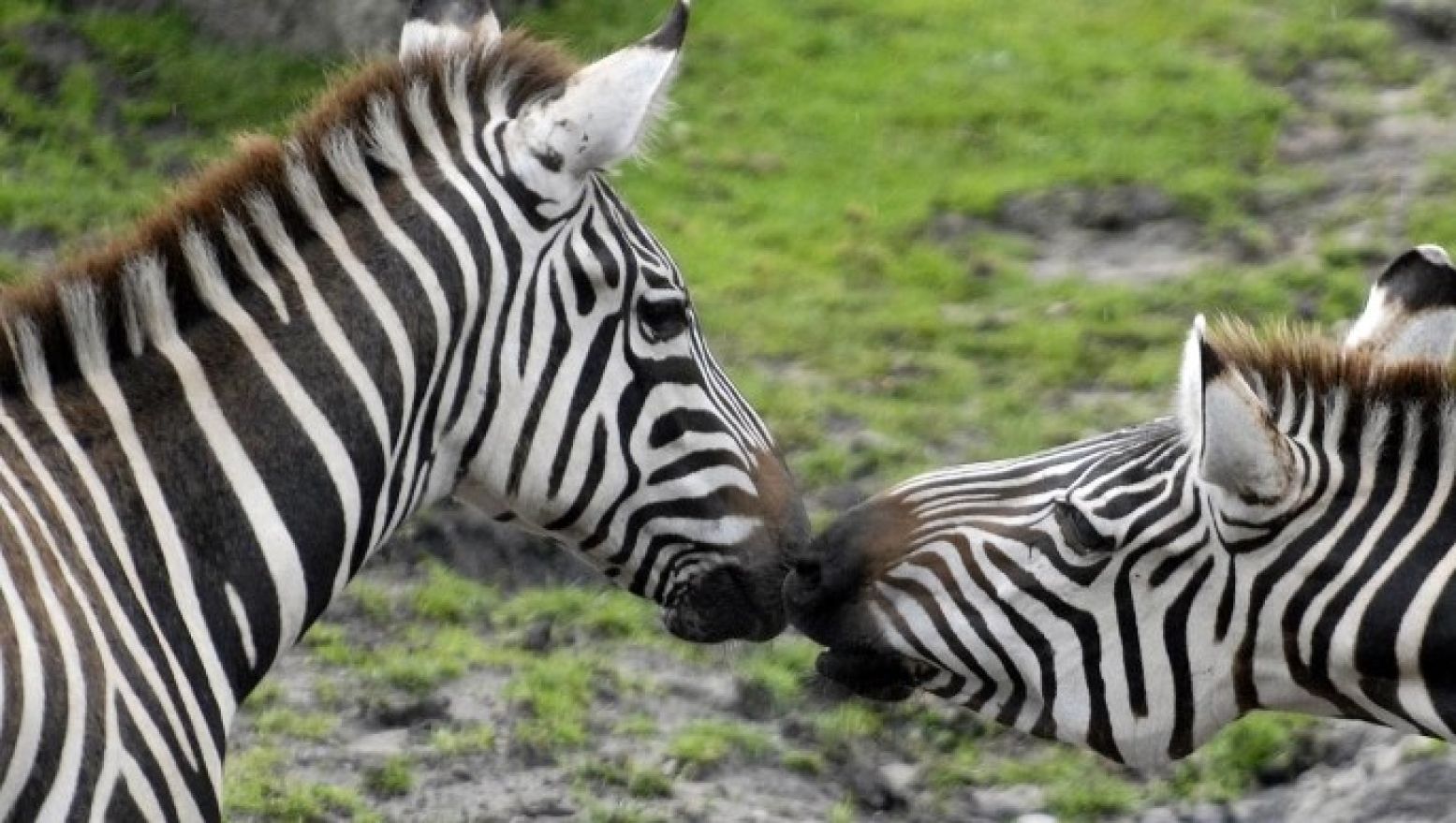 Zebrahengst en merrie, een koppel voor het leven! Vier Valentijnsdag in Dierenpark Emmen . Foto: Dierenpark Emmen Zebrahengst en merrie, een koppel voor het leven! Vier Valentijnsdag in Dierenpark Emmen . Foto: Dierenpark Emmen