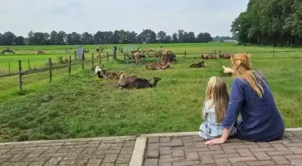 Foto: Kamelenmelkerij Smits Foto: Kamelenmelkerij Smits