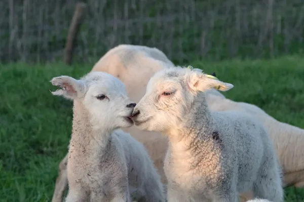 Speuren naar lammetjes