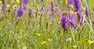 Ontdek de vele wilde bloemen en orchideeën van het Zwanenwater Ontdek de vele wilde bloemen en orchideeën van het Zwanenwater | Foto geüpload door gebruiker Natuurmonumenten.