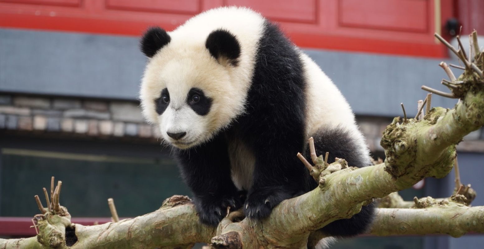 Bezoek pandajong Fan Xing nog deze zomer in Rhenen. Foto: Ouwehands Dierenpark.