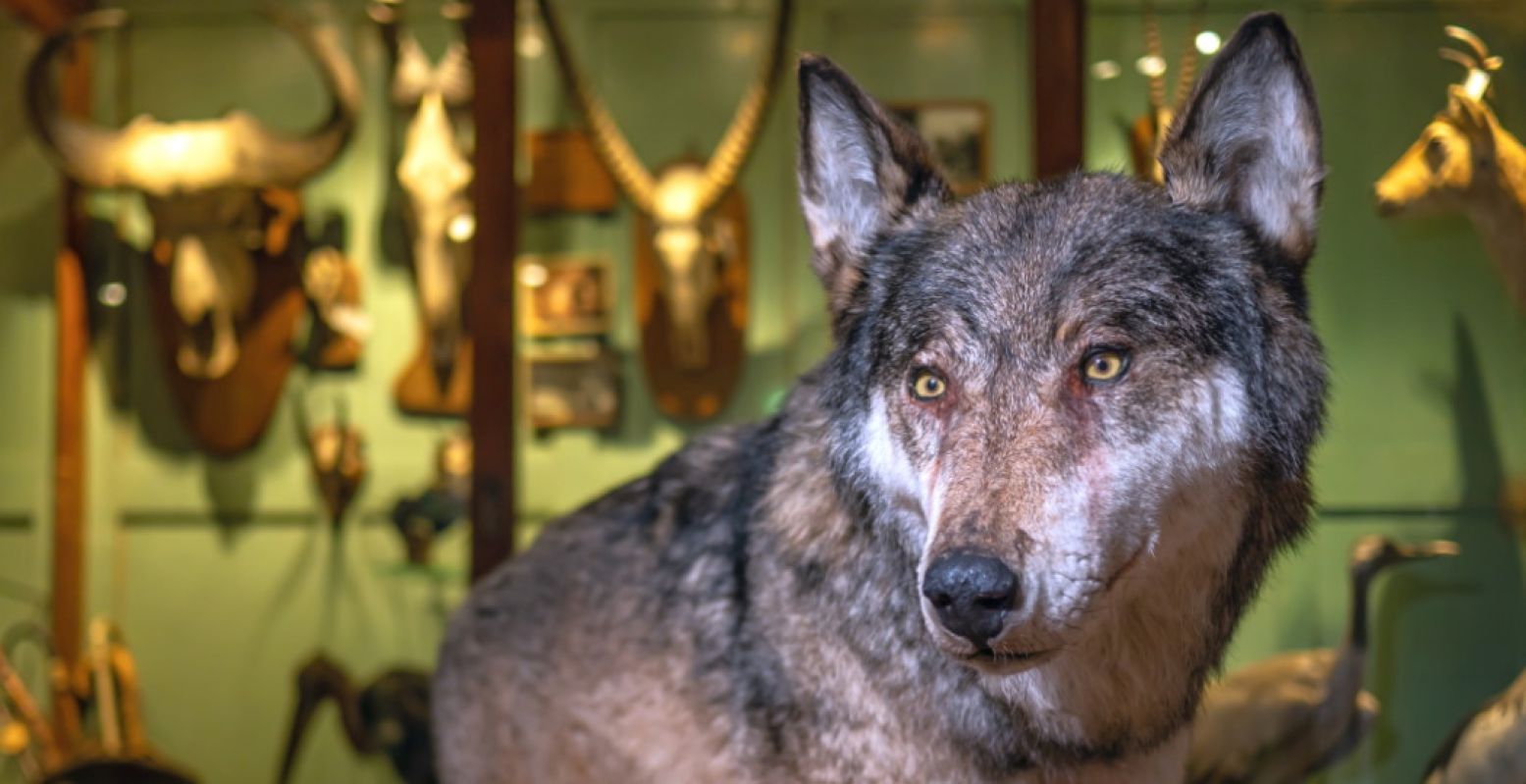 In de tentoonstelling Te wild voor jou? krijg je het complete verhaal over de wolf te horen. Foto: Museum Natura Docet
