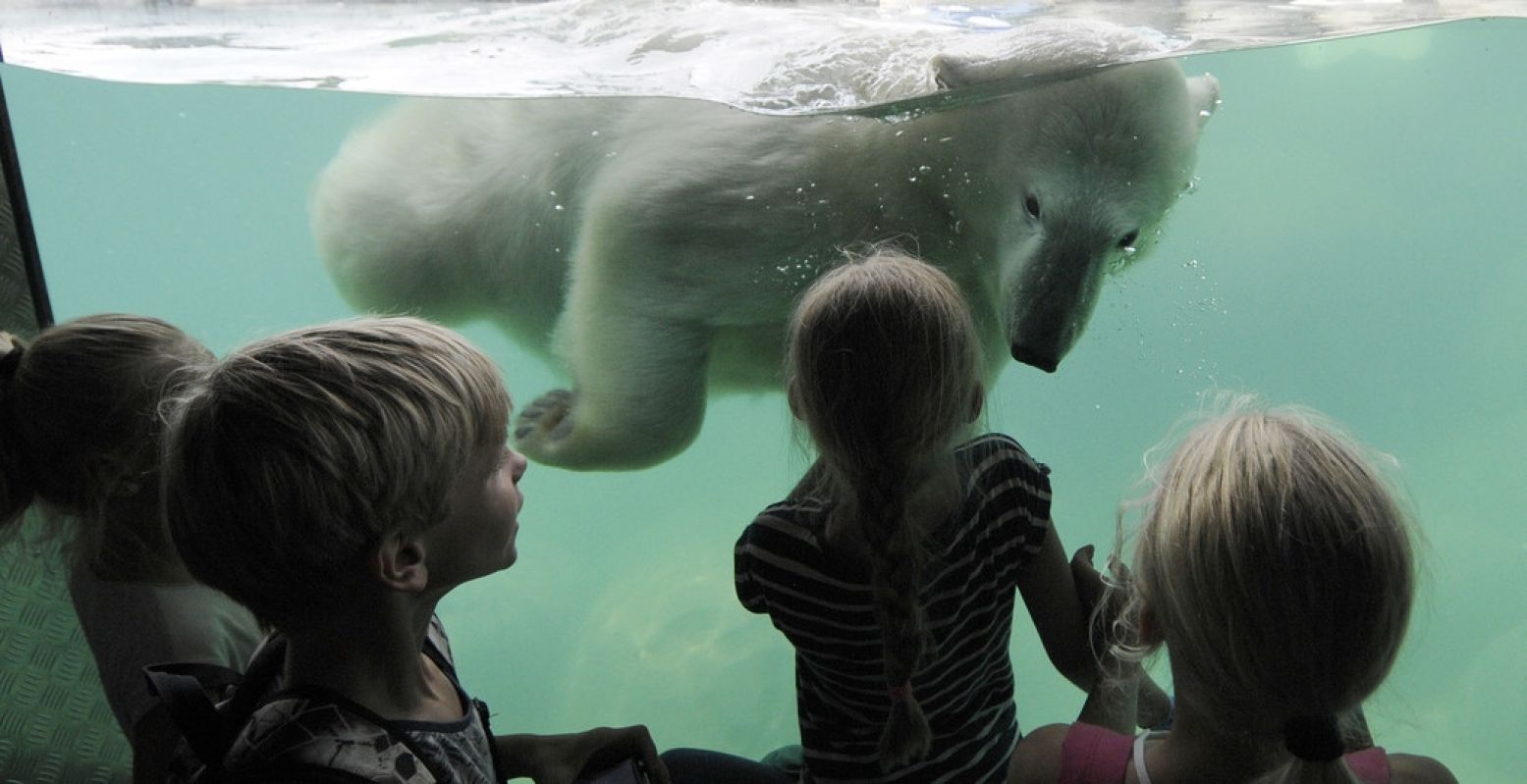 IJsberen kijken in de ijsberenbaai. Foto: WILDLANDS © Rob Doolaard