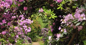 Ontdek de rododendrons van Buitenplaats Gooilust in 's-Graveland | Foto geüpload door gebruiker Natuurmonumenten. Ontdek de rododendrons van Buitenplaats Gooilust in 's-Graveland | Foto geüpload door gebruiker Natuurmonumenten.