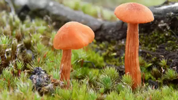Paddenstoelen in Boswachterij Westerschouwen paddenstoelen | Foto geüpload door gebruiker Staatsbosbeheer.