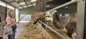 Foto: Kamelenmelkerij Smits