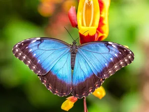 Vlinders in alle kleuren. Foto: Vlindertuin Vlindorado