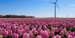 Hier vind je tulpenvelden - een plaatje!