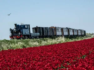 Rijden door het kleurrijke tulpenveld. Foto: Museumstoomtram Hoorn-Medemblik.