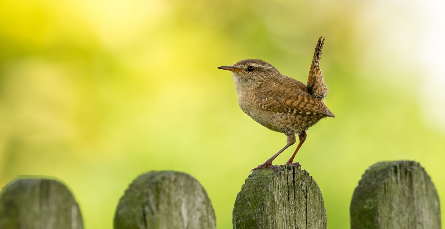 Is dat bruine vogeltje een mus? Nee, het is een winterkoninkje! Met de gratis online vogelcursussen van de Vogelbescherming leer zelf de vogels herkennen die je ziet en hoort. Foto: Marlies Platvoet via  Pixabay 